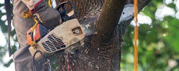 Best Tree Mulching  in Sheffield, AL