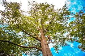 Best Organic Lawn Care Solutions  in Sheffield, AL