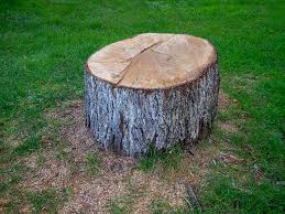 Best Tree Maintenance Programs  in Sheffield, AL