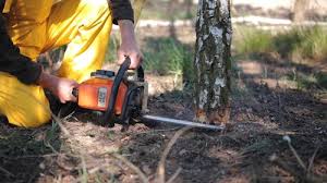Best Emergency Tree Removal  in Sheffield, AL