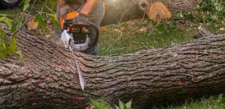 Best Arborist Consultation Services  in Sheffield, AL