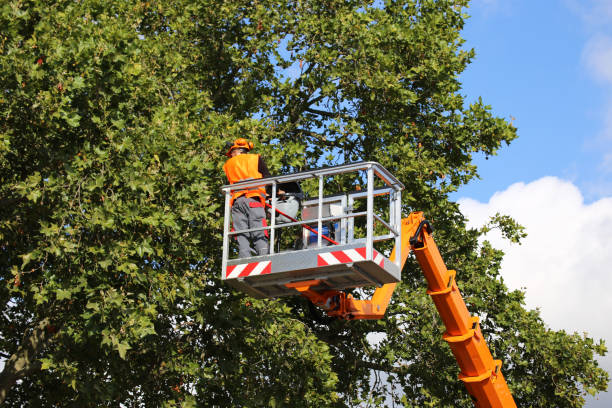How Our Tree Care Process Works  in  Sheffield, AL