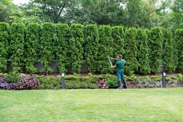 Best Lawn Drainage Solutions  in Sheffield, AL