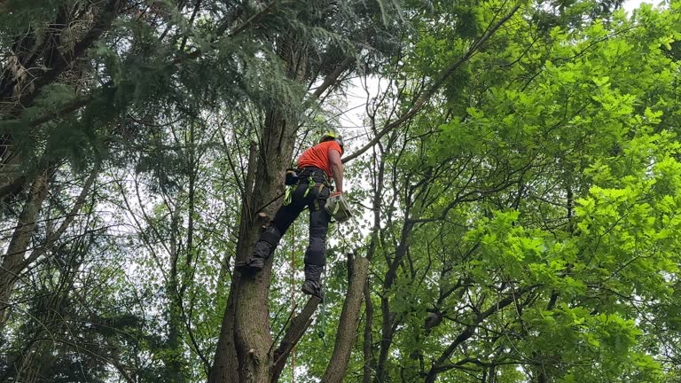 Best Fruit Tree Pruning  in Sheffield, AL