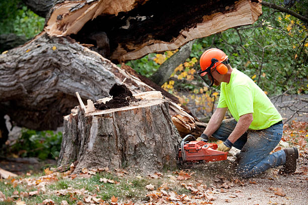 Best Seasonal Cleanup (Spring/Fall)  in Sheffield, AL