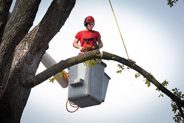 Best Tree Removal  in Sheffield, AL