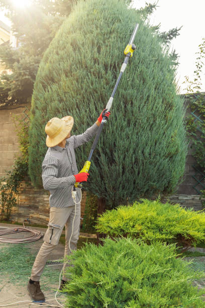 Best Tree Health Inspection  in Sheffield, AL